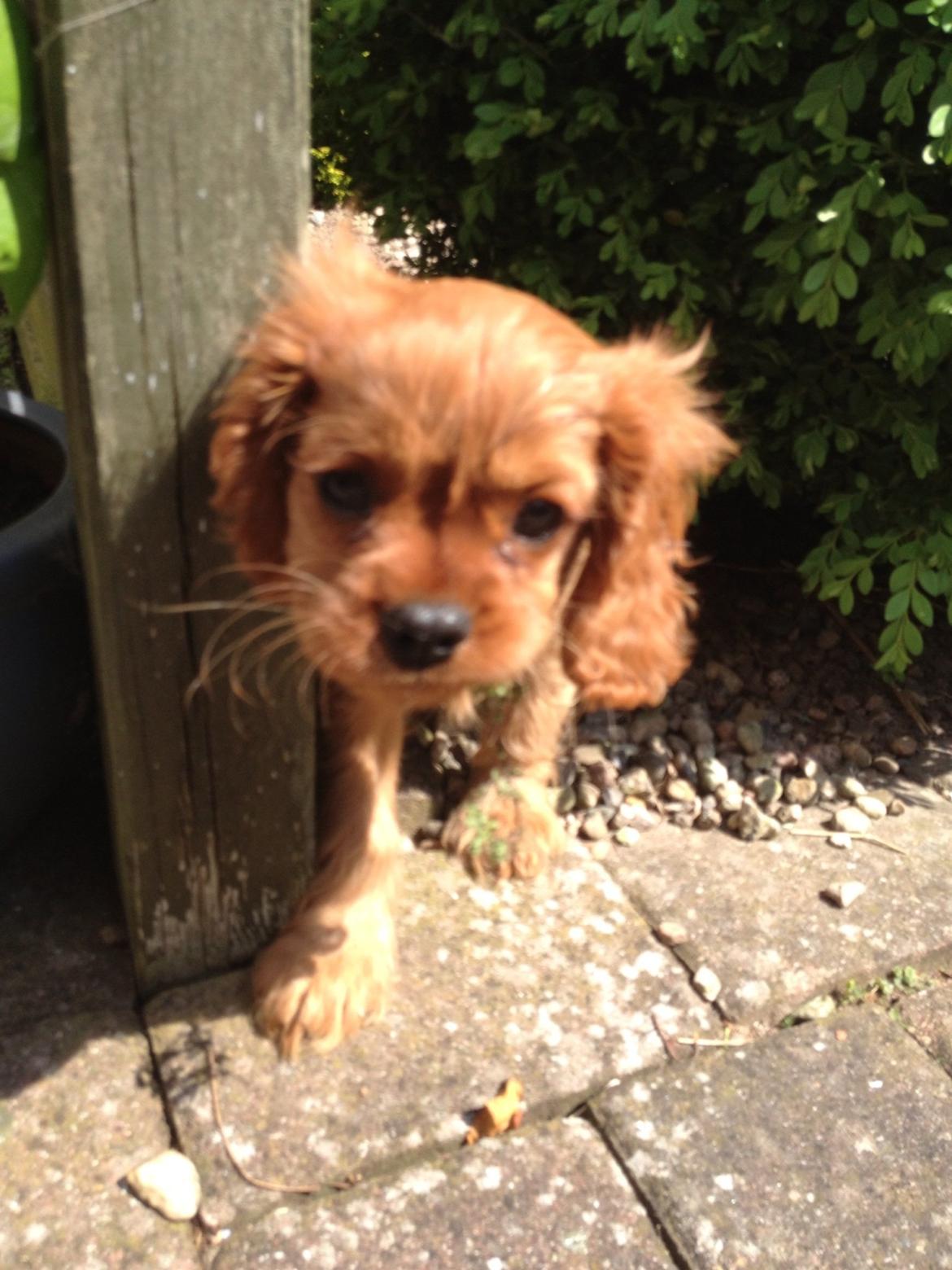 Cavalier king charles spaniel Cavakikki's After Eight (Abbie) billede 3