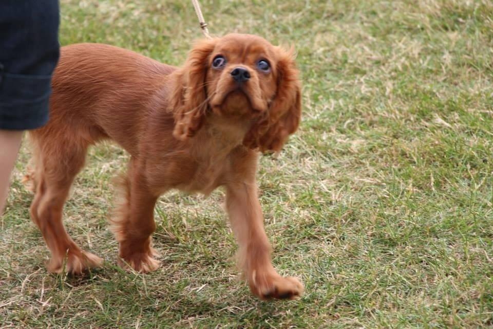 Cavalier king charles spaniel Cavakikki's After Eight (Abbie) billede 4