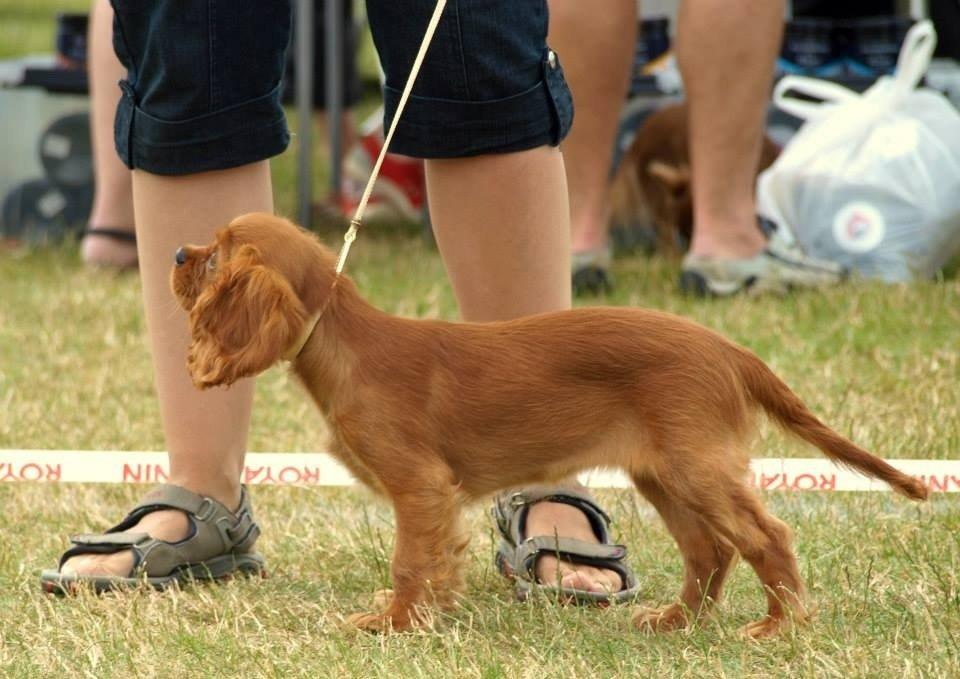 Cavalier king charles spaniel Cavakikki's After Eight (Abbie) billede 5