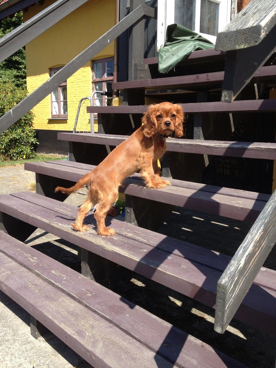 Cavalier king charles spaniel Cavakikki's After Eight (Abbie) billede 6