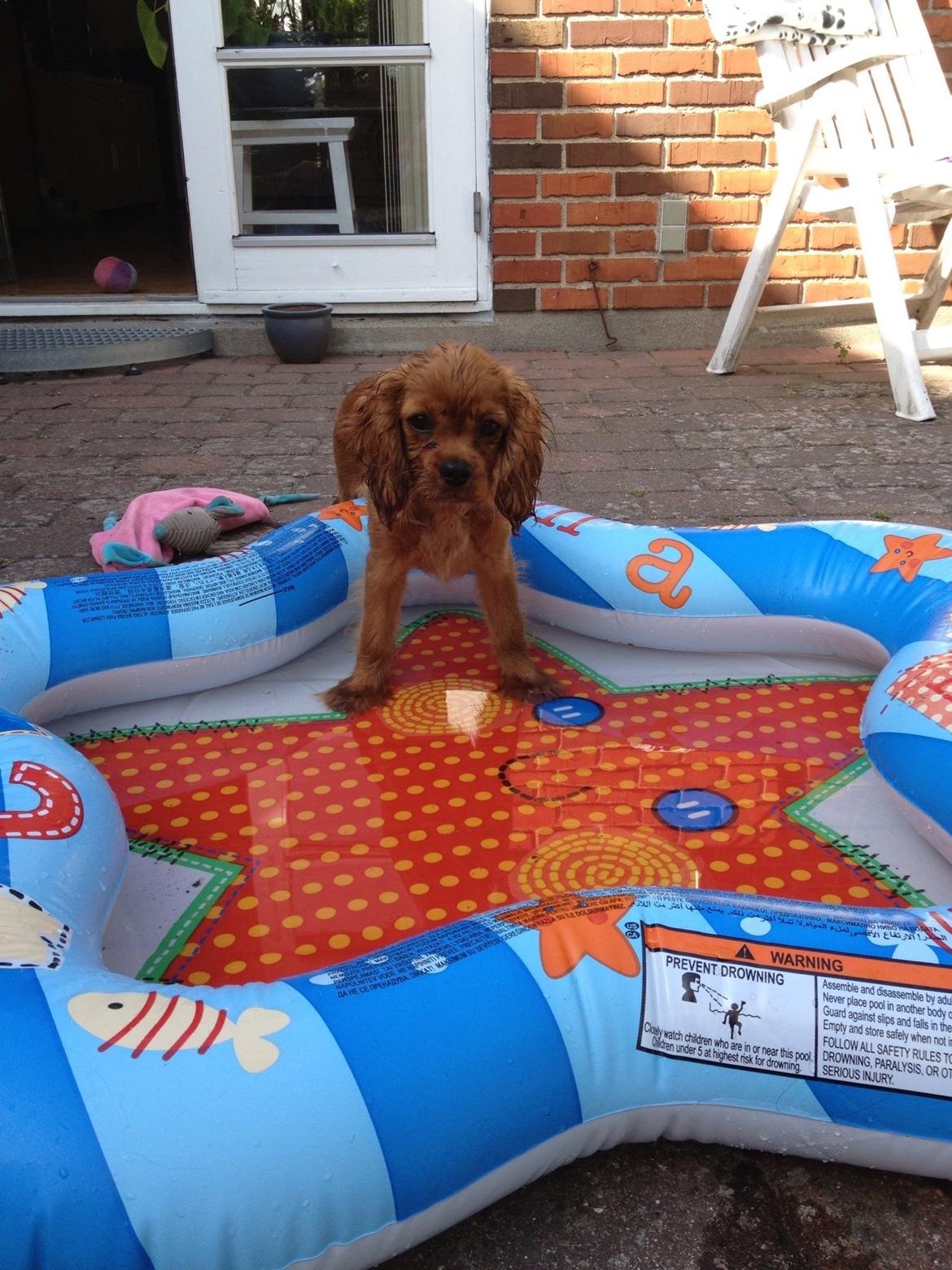 Cavalier king charles spaniel Cavakikki's After Eight (Abbie) billede 7