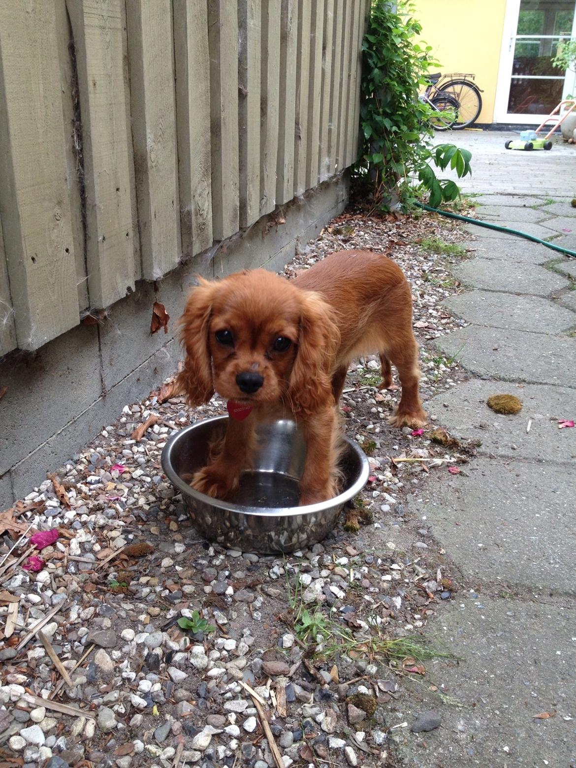 Cavalier king charles spaniel Cavakikki's After Eight (Abbie) billede 8