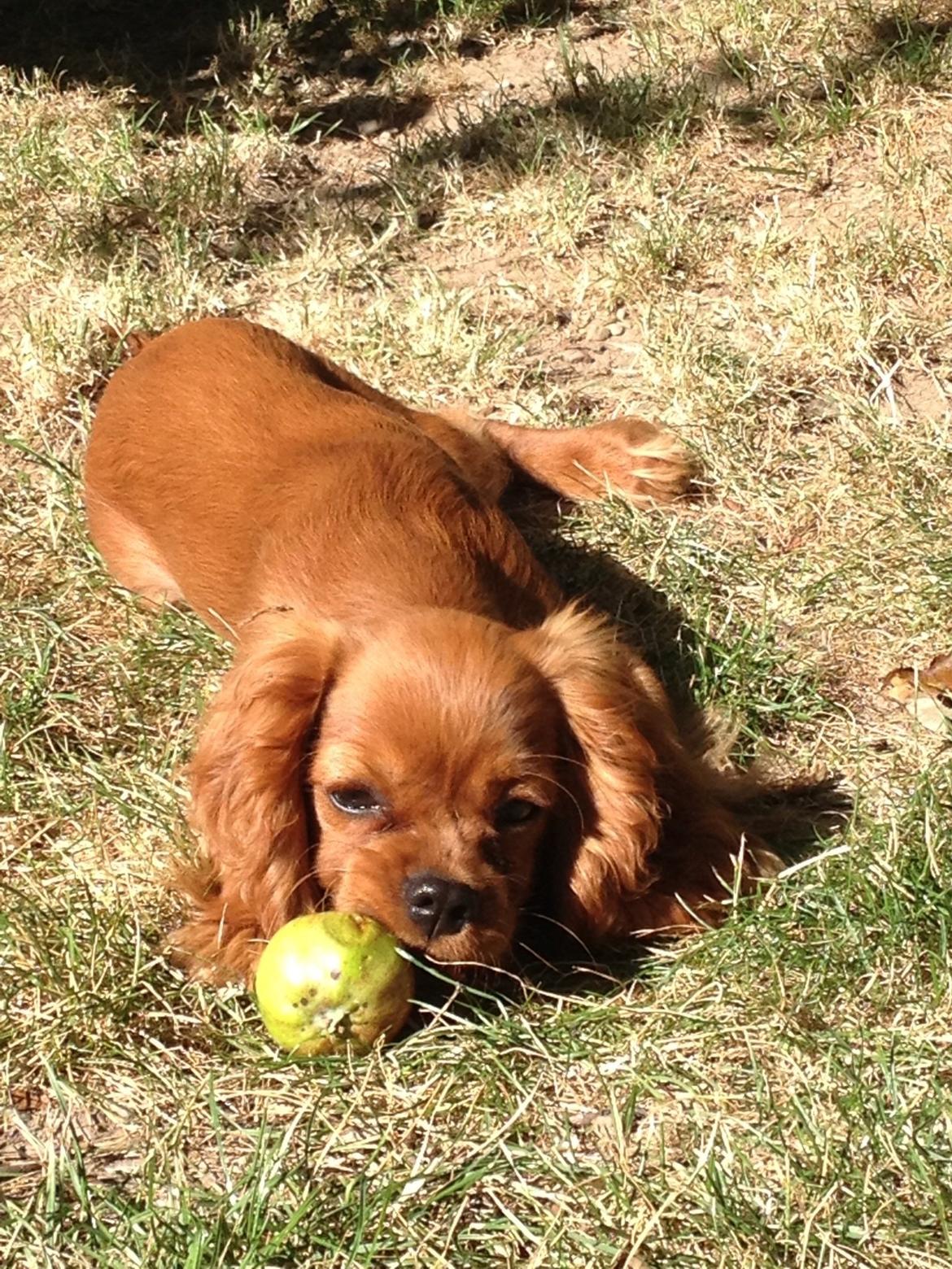 Cavalier king charles spaniel Cavakikki's After Eight (Abbie) billede 9