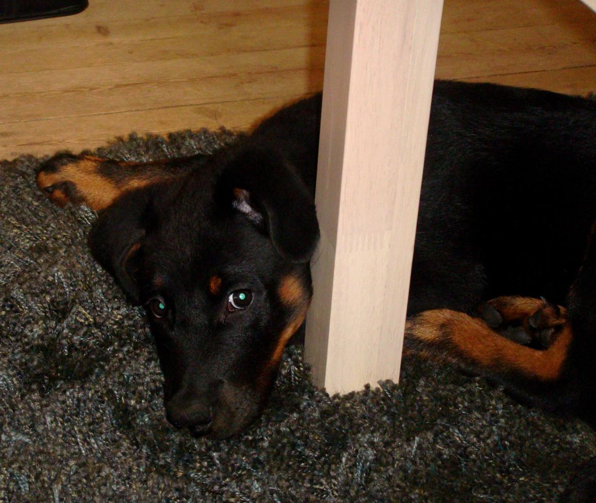 Beauceron Woodt Light Cooper - Bandit... billede 14