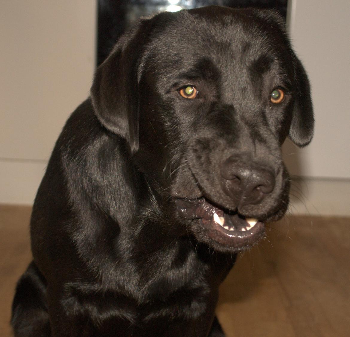 Labrador retriever Viktor (Himmelhund) - Verdens grimmeste hund?
Viktor 1 år gammel billede 6