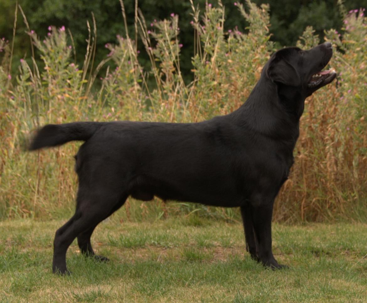 Labrador retriever Viktor (Himmelhund) - Viktor 1 år gammel billede 4