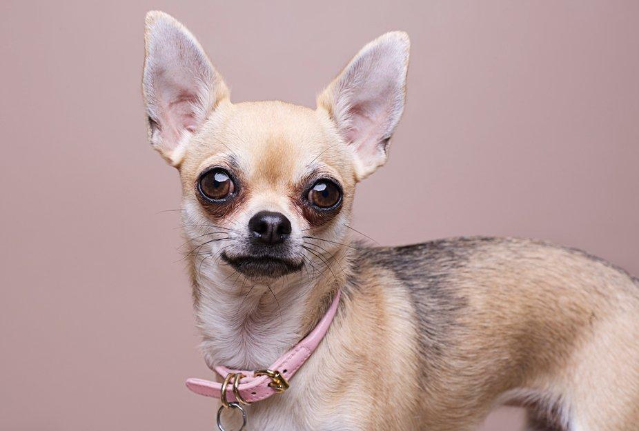 Chihuahua Frk Kvistes Brianna *Bindi* - 2013 <3
Fotograf: Cecilie Wienberg. billede 24