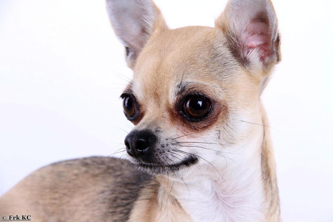 Chihuahua Frk Kvistes Brianna *Bindi* - 2013 <3 billede 25