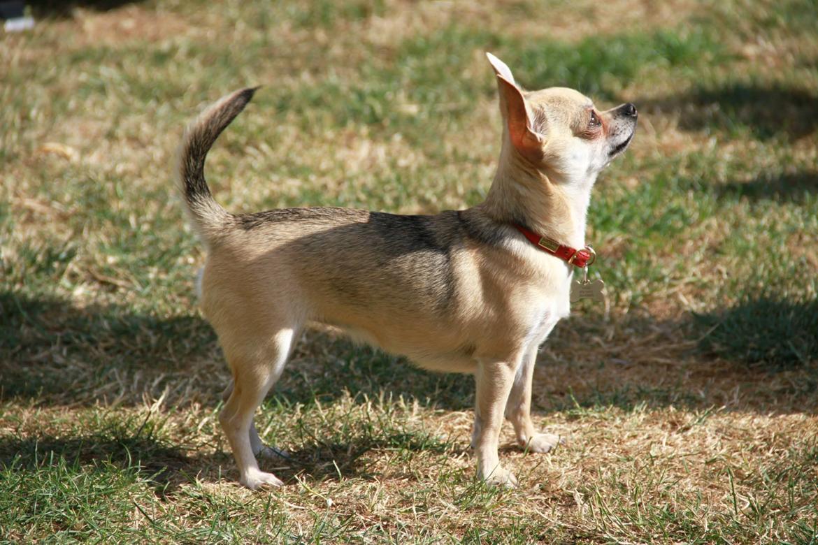 Chihuahua Frk Kvistes Brianna *Bindi* - Bindi prinsessen 7 aug 2013 <3 billede 19