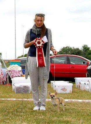 Chihuahua Frk Kvistes Brianna *Bindi* - 14 Juli, Bindi bliver DKCH <3 billede 20