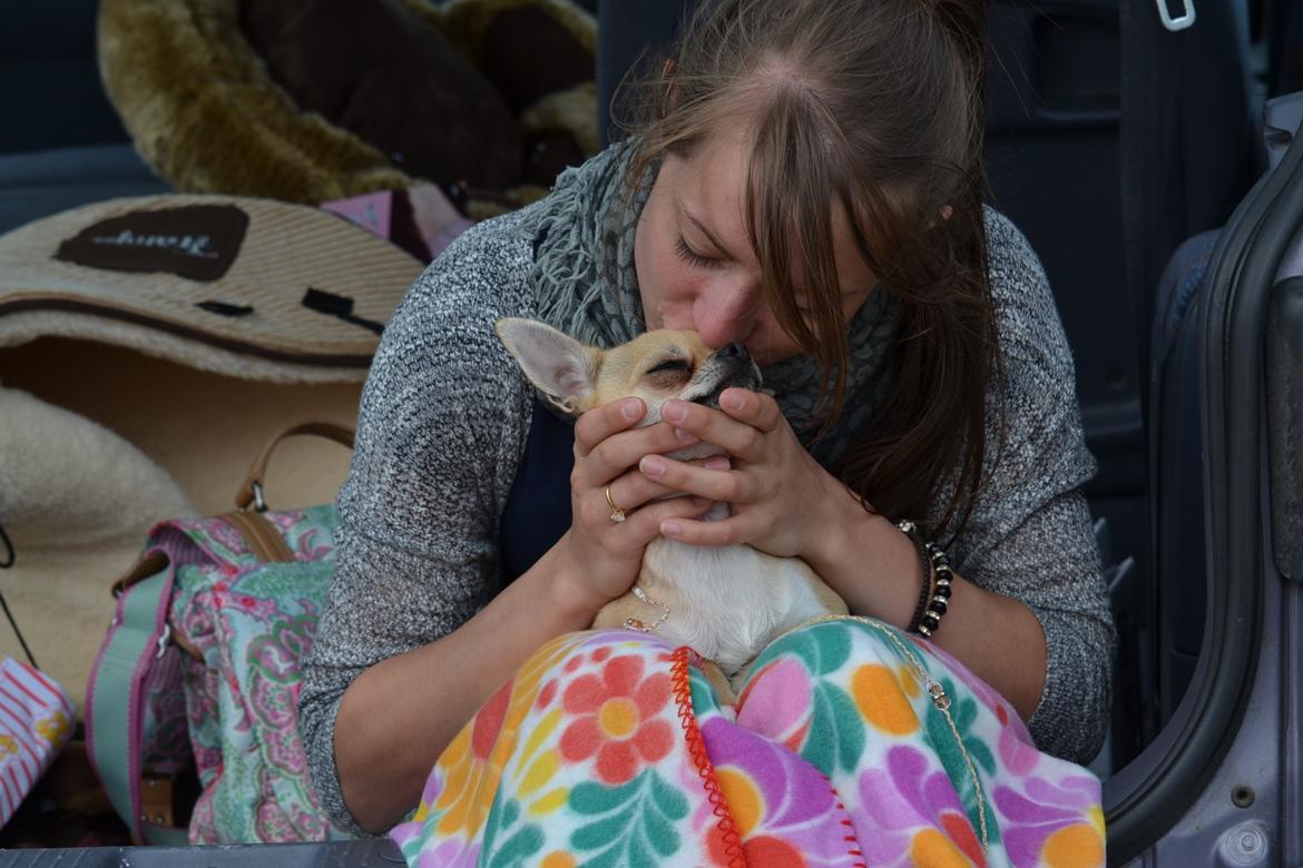 Chihuahua Frk Kvistes Brianna *Bindi* - Hyggestund efter ringen den 14 Juli, mors lille champion <3 billede 21