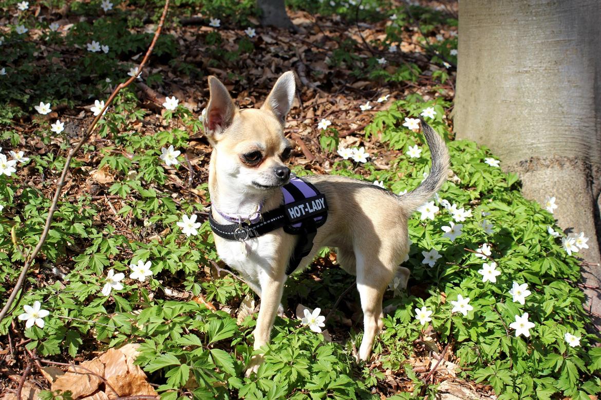 Chihuahua Frk Kvistes Brianna *Bindi* - 28 april 2013 <3 billede 27