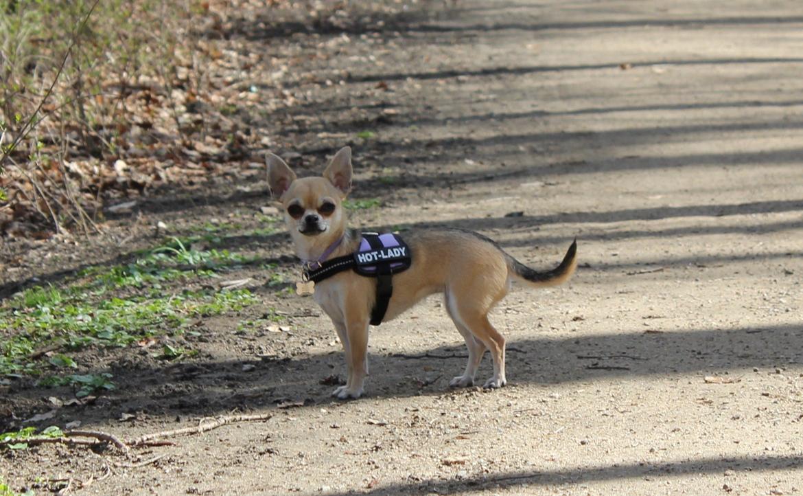 Chihuahua Frk Kvistes Brianna *Bindi* - 28 april 2013 <3 billede 26