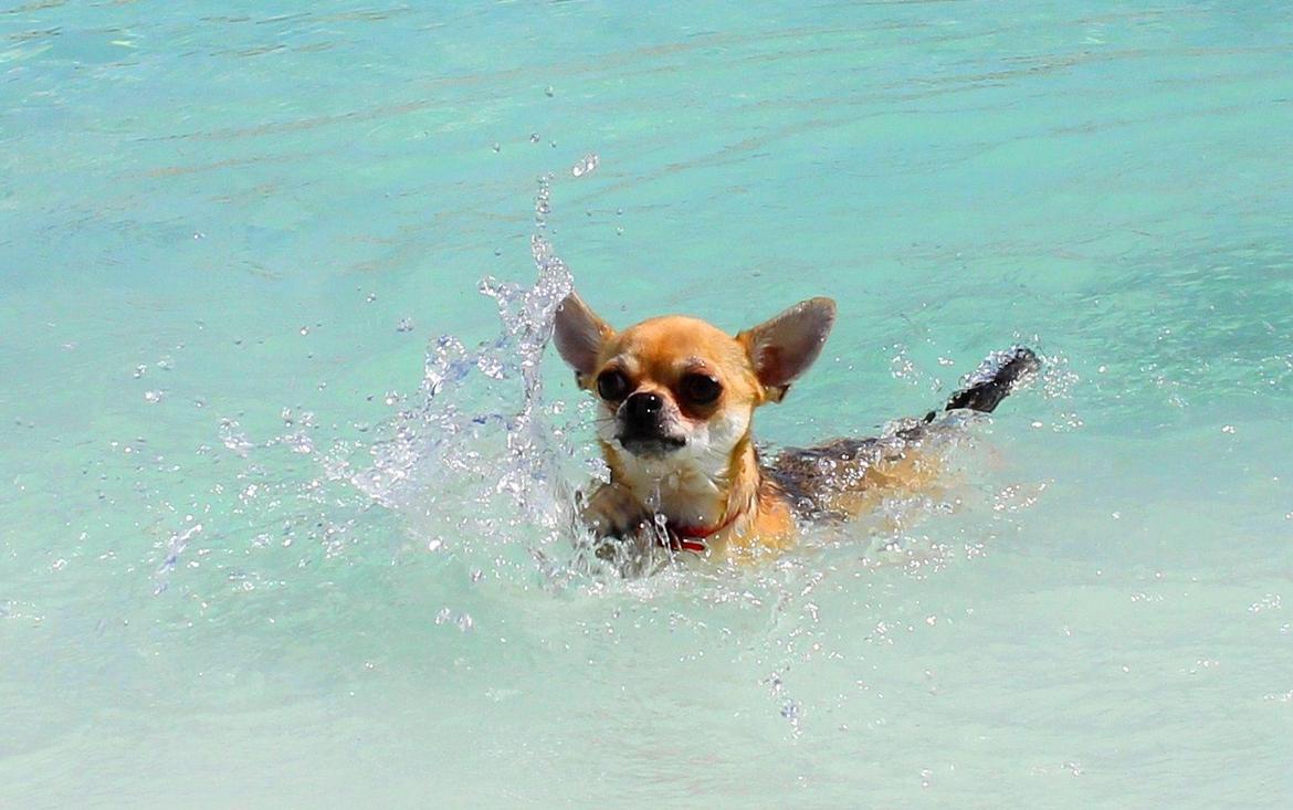 Chihuahua Frk Kvistes Brianna *Bindi* - 8 Juli 2013, faxe kalkbrud <3 billede 23