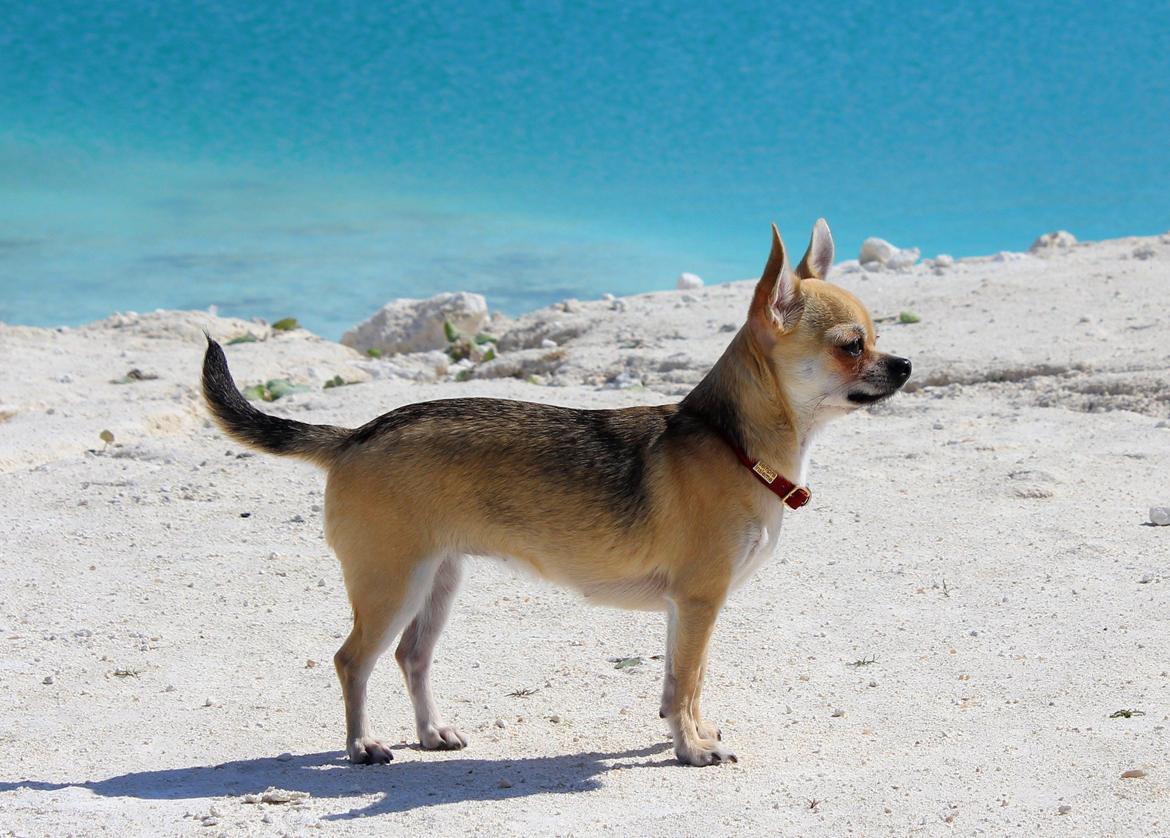 Chihuahua Frk Kvistes Brianna *Bindi* - 8 Juli 2013, faxe kalkbrud <3 billede 22