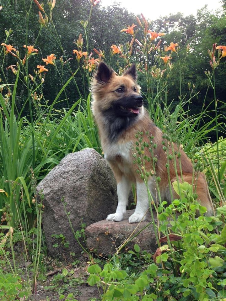 Islandsk fårehund Malou billede 4