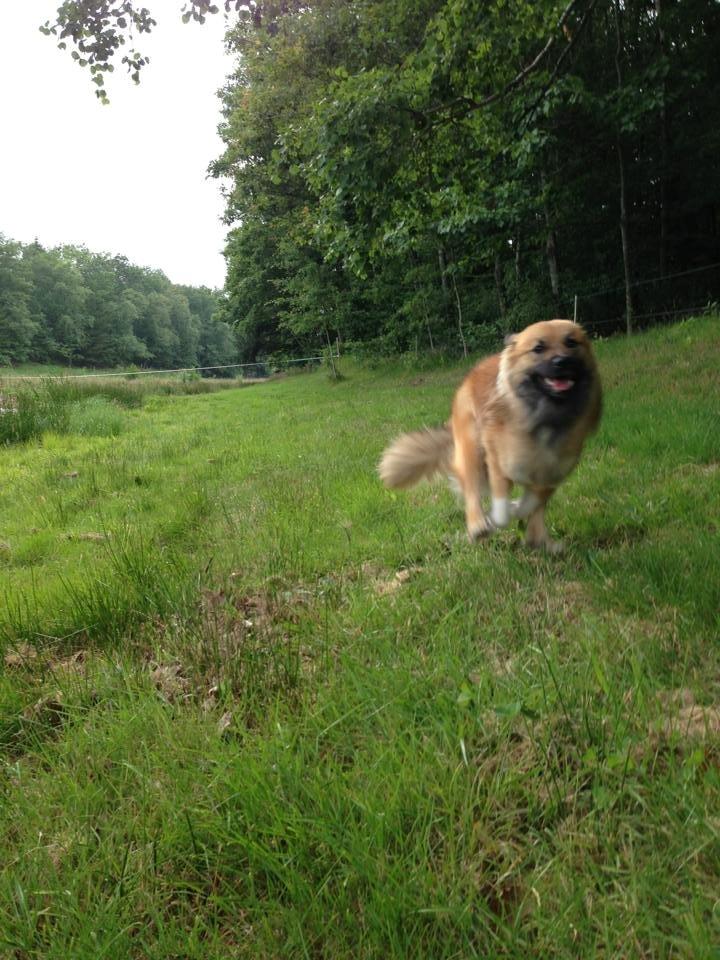Islandsk fårehund Malou billede 5