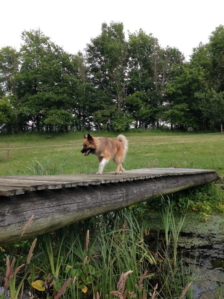 Islandsk fårehund Malou billede 6