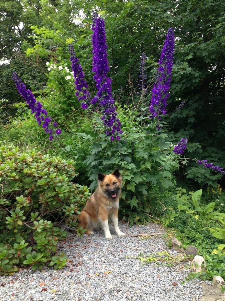 Islandsk fårehund Malou billede 7