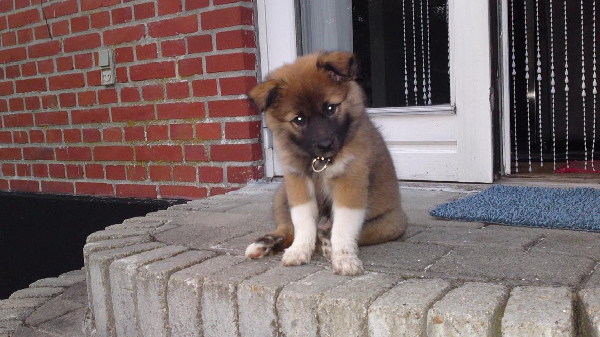 Islandsk fårehund Malou billede 2