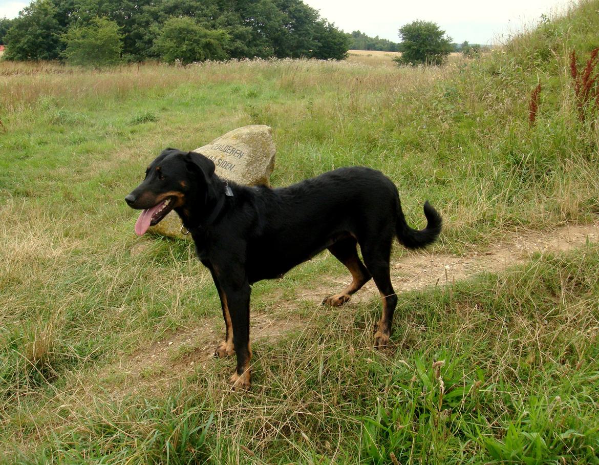 Beauceron Woodt Light Blance - Blance er blevet fin igen efter hvalpene er flyttet hjemmefra. Man kan ikke se at hun fik 8 hvalpe for lidt over 10 uger siden.  billede 1