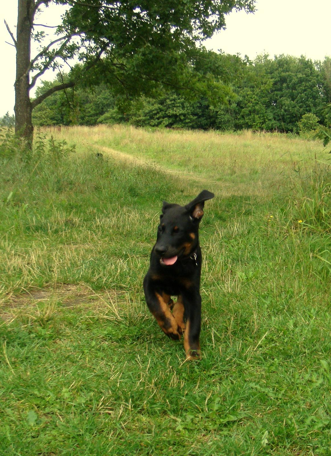 Beauceron Woodt Light Cooper - I fuld galop! billede 13