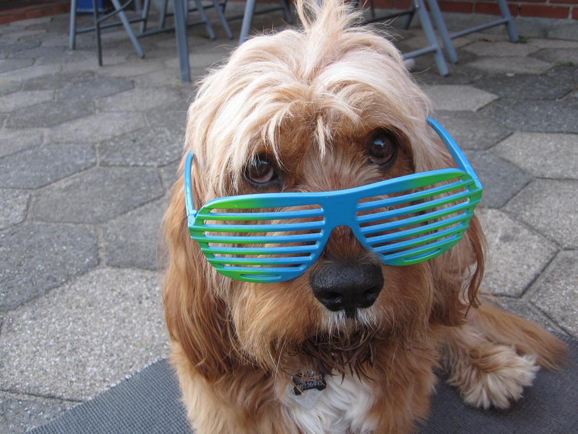 Blanding af racer Arthur - Velkomme til Arthurs profil. billede 1