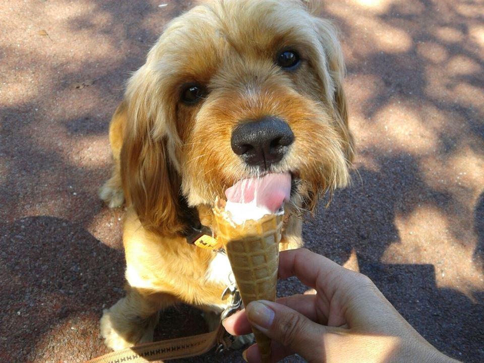 Blanding af racer Arthur - Han elsker is. billede 2