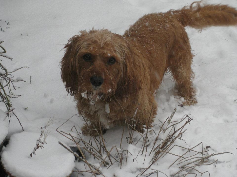 Blanding af racer Arthur billede 3