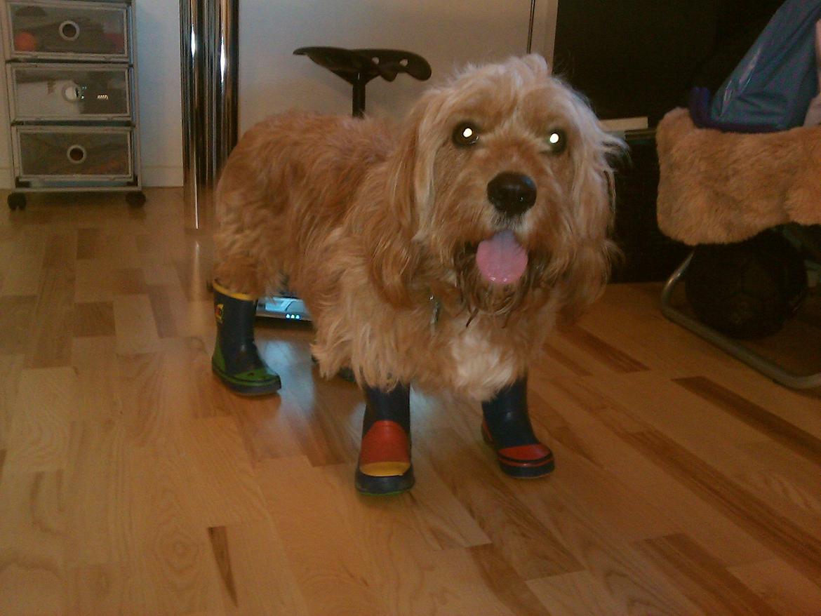 Blanding af racer Arthur billede 4