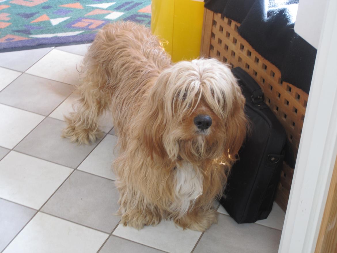 Blanding af racer Arthur billede 5