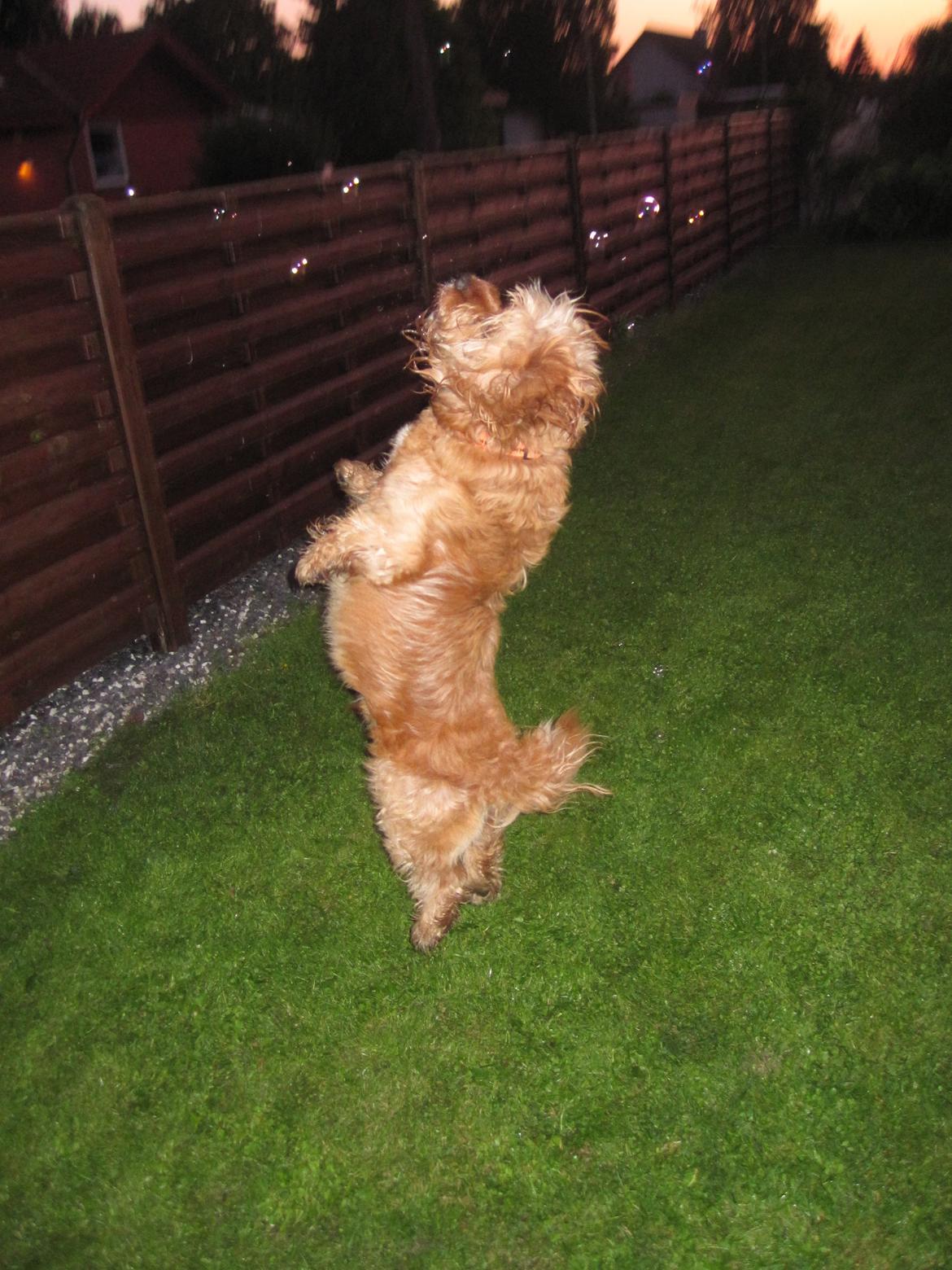 Blanding af racer Arthur billede 6