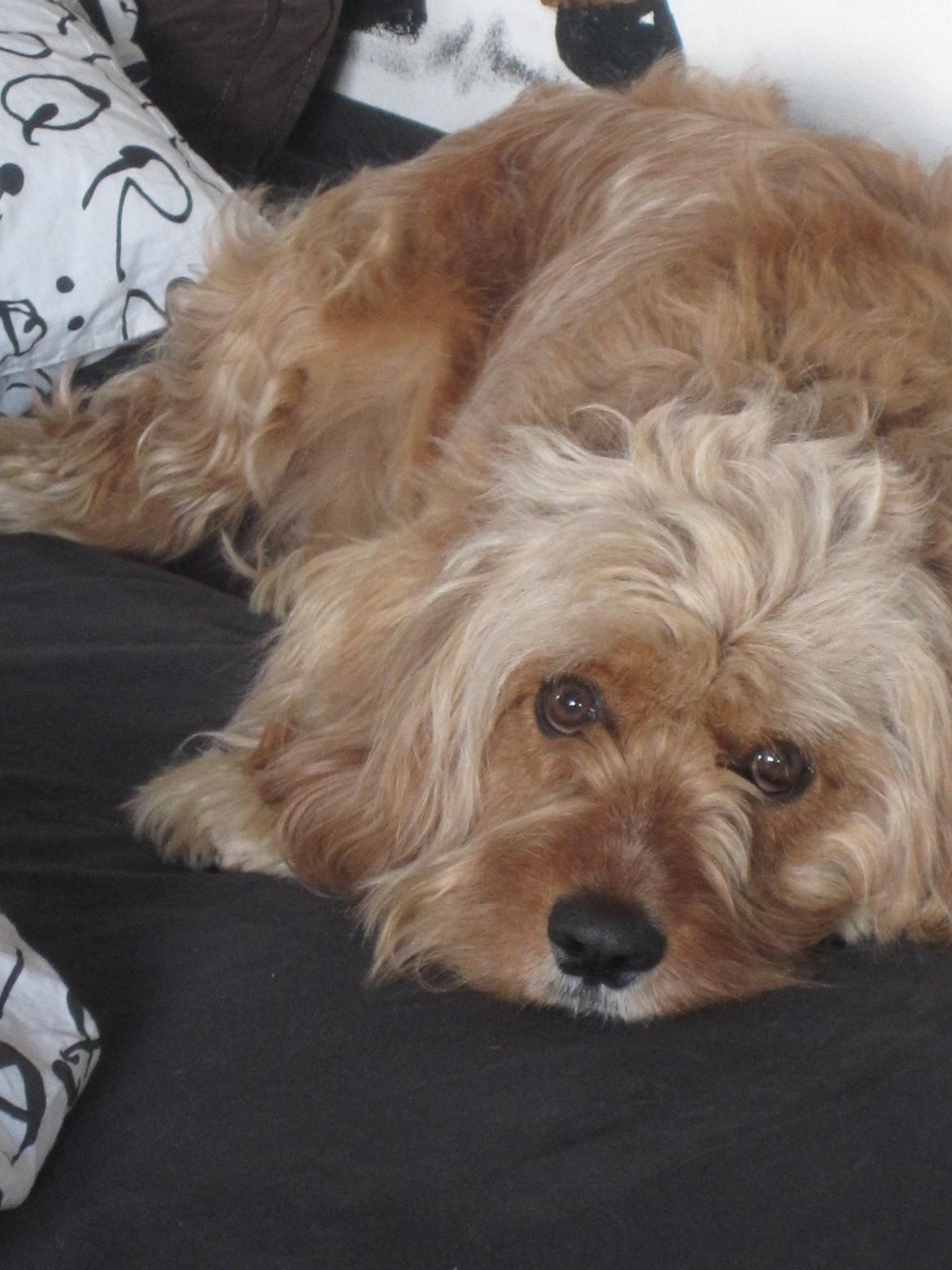 Blanding af racer Arthur - Vi sover nogen gange i seng, selv om vi ikke må billede 7