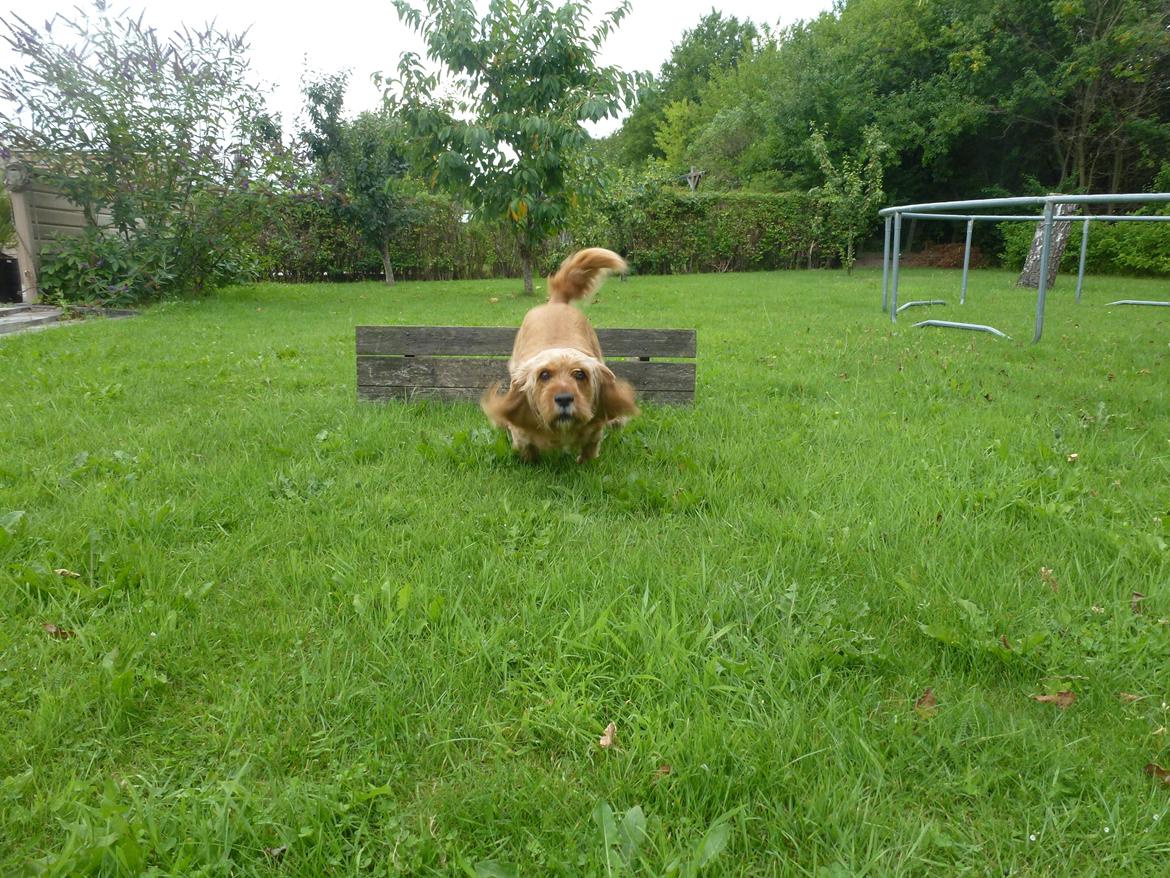 Blanding af racer Arthur billede 9