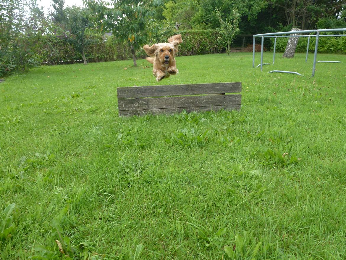 Blanding af racer Arthur billede 8