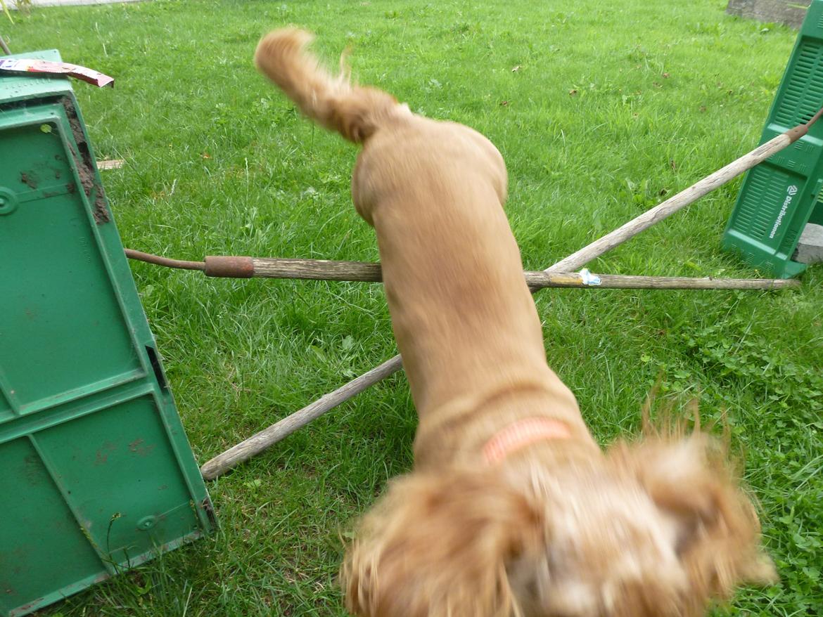 Blanding af racer Arthur billede 11