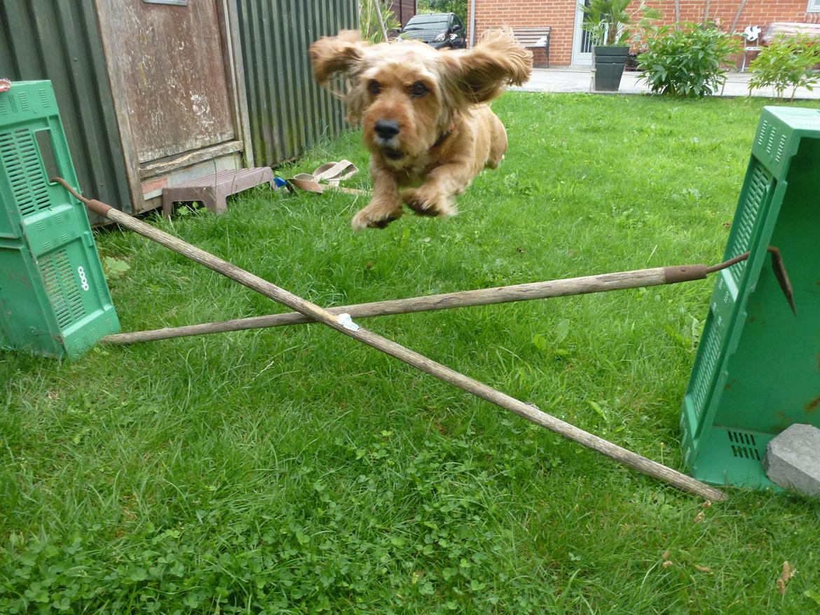 Blanding af racer Arthur billede 10