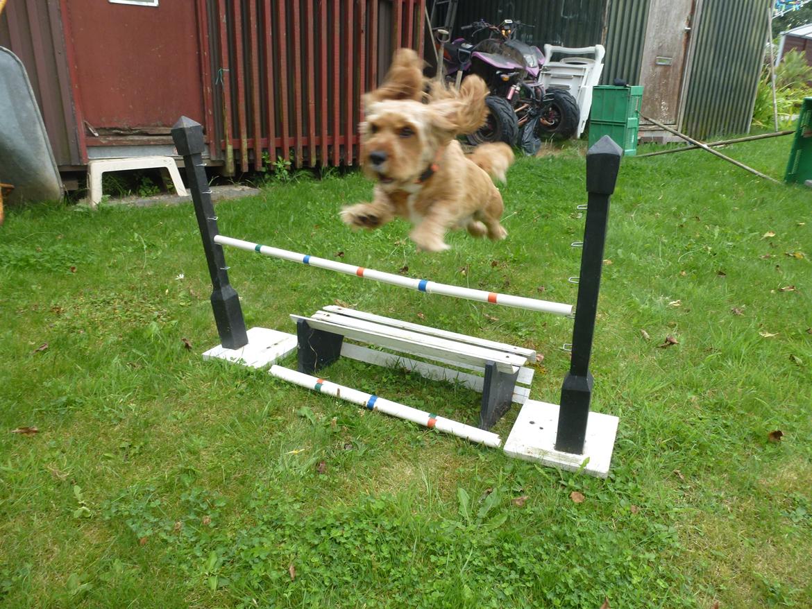 Blanding af racer Arthur billede 12