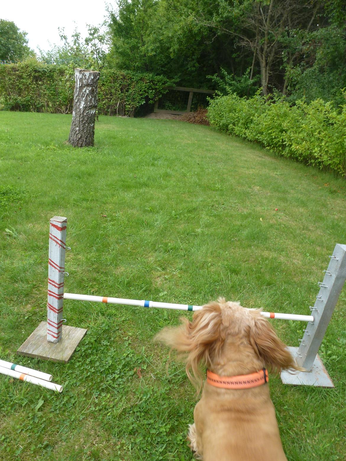 Blanding af racer Arthur billede 13