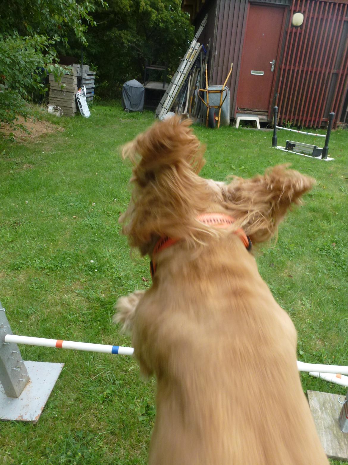 Blanding af racer Arthur billede 14