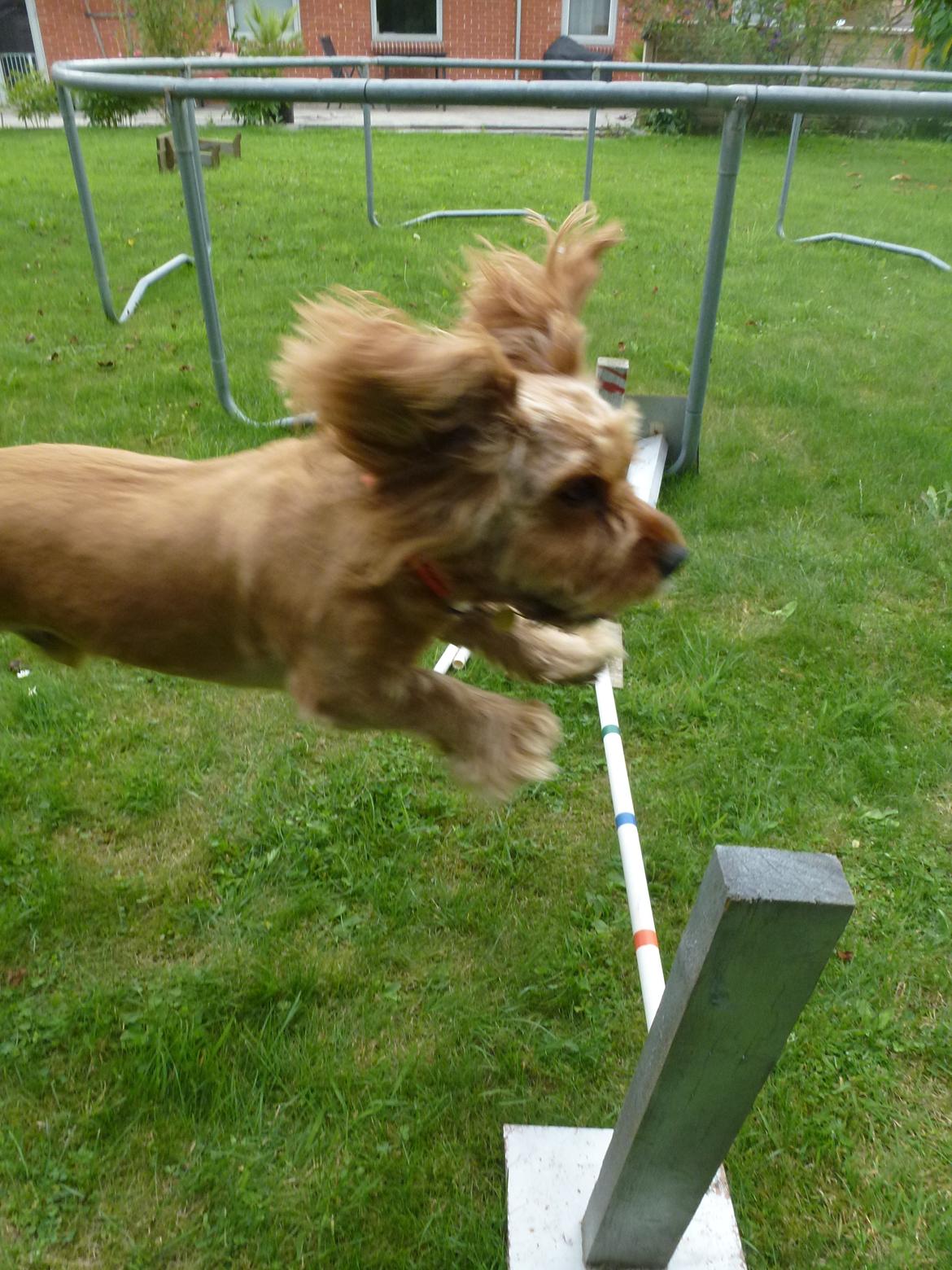 Blanding af racer Arthur billede 15