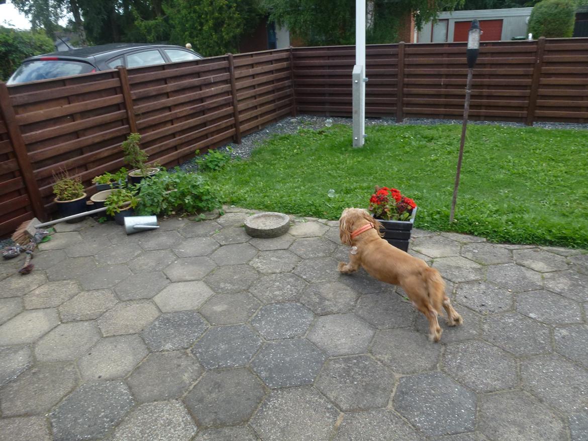 Blanding af racer Arthur billede 16