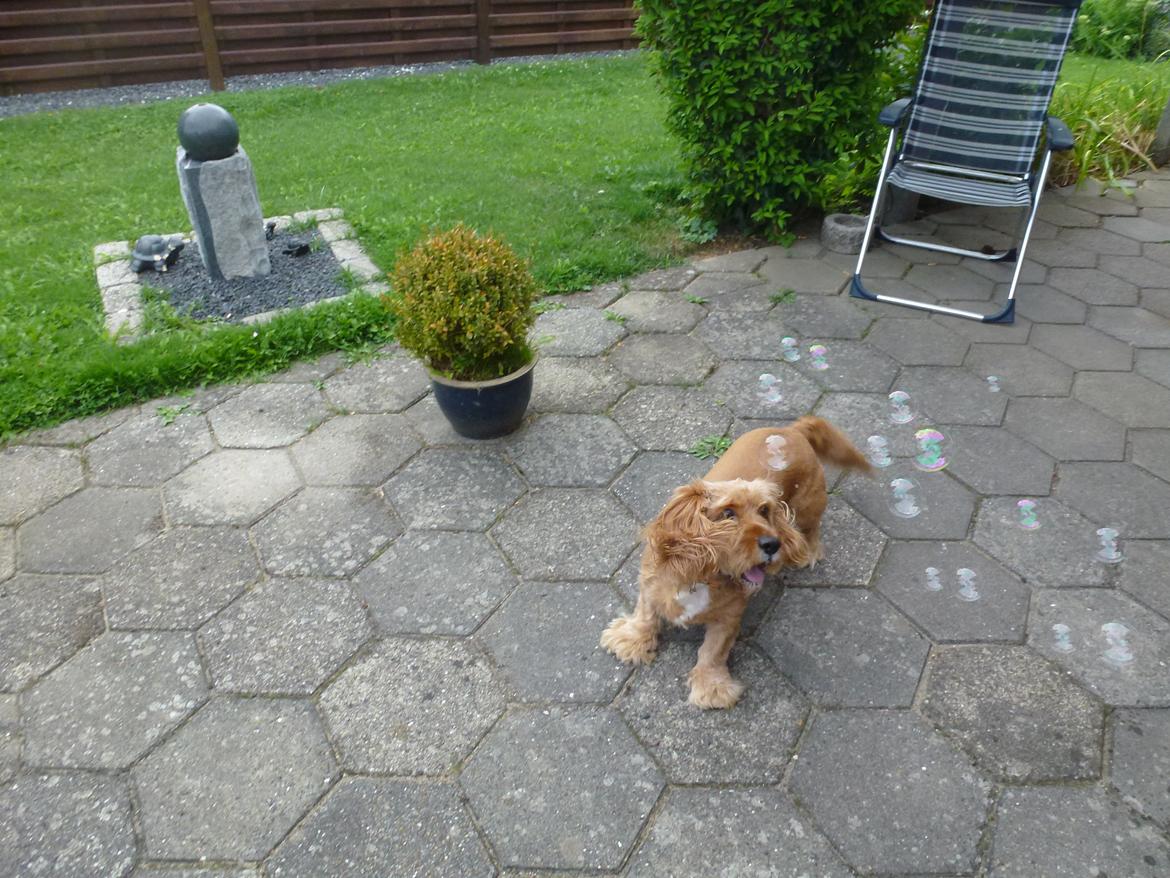 Blanding af racer Arthur billede 17