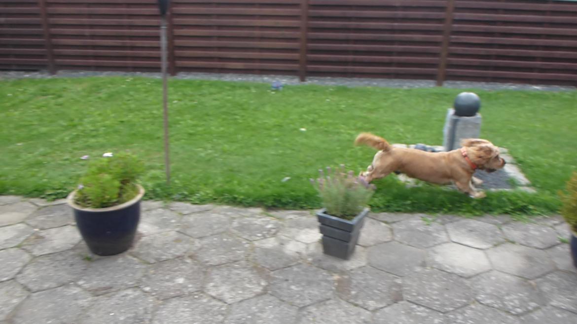 Blanding af racer Arthur billede 18