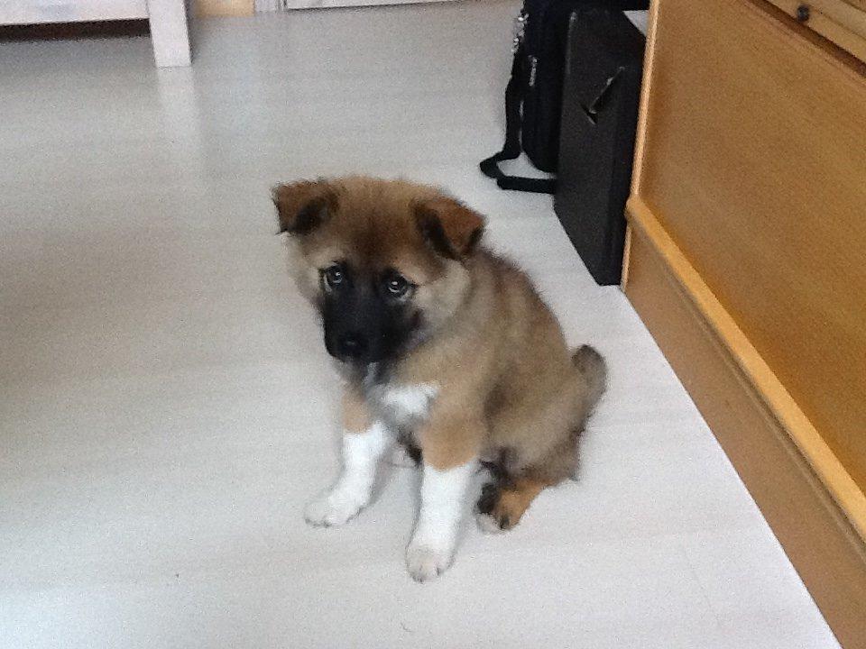 Islandsk fårehund Malou billede 1