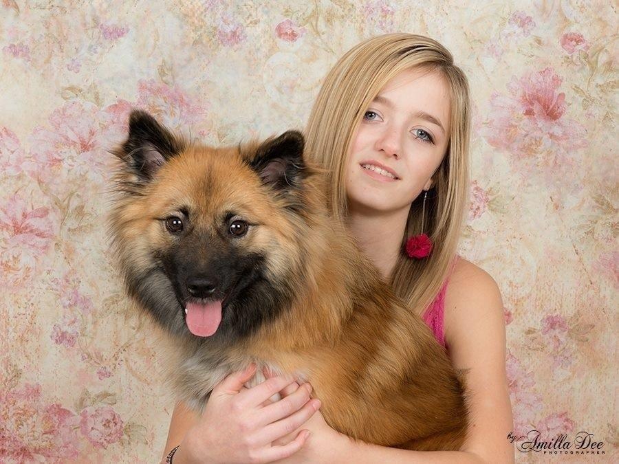 Islandsk fårehund Malou billede 9