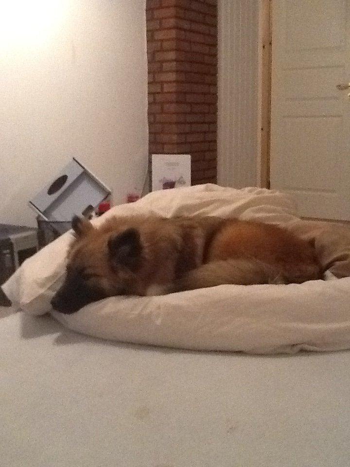 Islandsk fårehund Malou billede 10