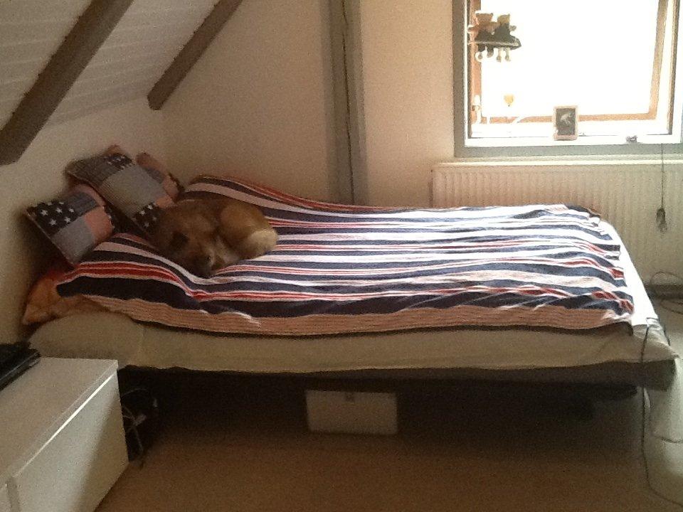 Islandsk fårehund Malou billede 13