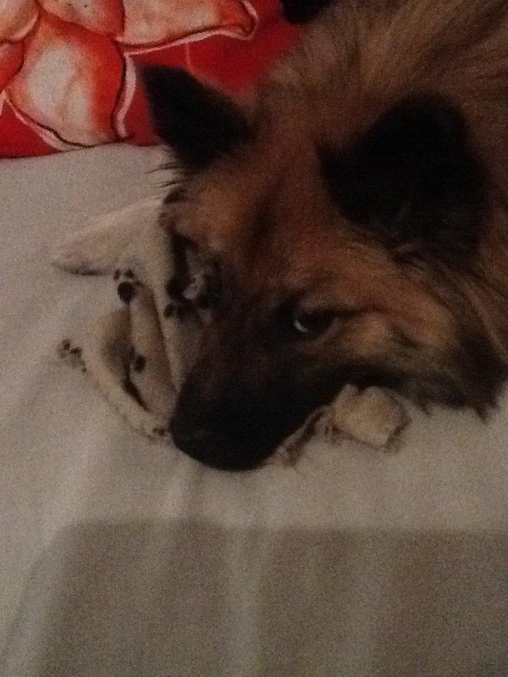 Islandsk fårehund Malou billede 14