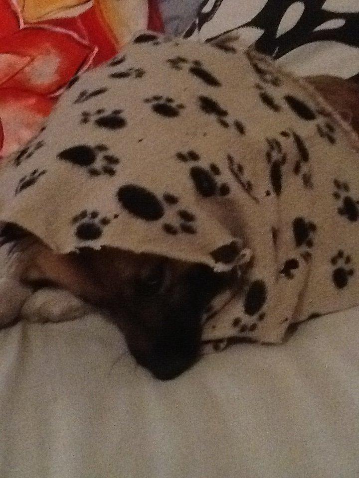 Islandsk fårehund Malou billede 15